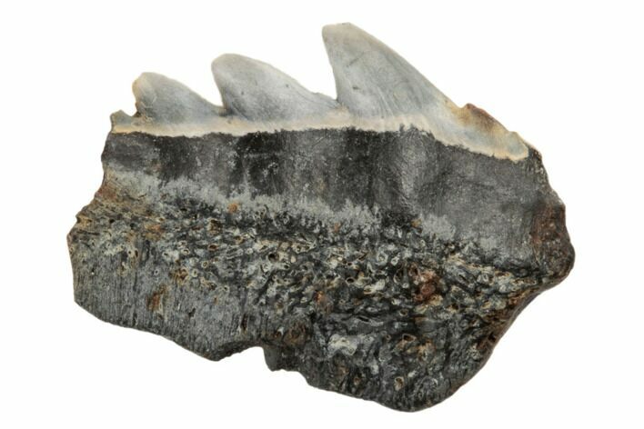 Partial, Fossil Cow Shark (Notorhynchus) Tooth - Aurora, NC #184417